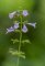 Clinopodium menthifolium