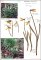 Galanthus nivalis - planche 3536-01 herbier Corveaule