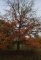 Quercus ellipsoidalis hemelrijk