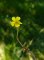 helianthemum oelandicum
