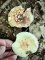 Amanita rubescens - Amanite rougissante