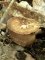 Polyporus ciliatus (Syn. Lentinus substrictus) - Polypore cilié