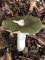 Russula cyanoxantha var peltereaui - Russule charbonnière verte
