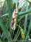 Iris pseudacorus, fruits et graines
