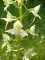 Platanthera chlorantha - fleurs