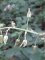 16 - Loncomelos pyrenaicus - Ornithogale des Pyrénées
