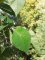 6 - Zelkova serrata - Zelkova du Japon - feuilles