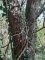 5 - Zelkova serrata - Zelkova du Japon - tronc
