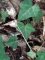 17 - Loncomelos pyrenaicus, lierre en arrière plan