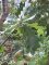 8 - Quercus robur - Chêne pédonculé