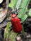 cardinal - Pyrochroa coccinea