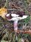 Russula sardonia - Russule sardoine