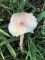 Cuphophyllus virgineus fo roseipes - Hygrocybe blanc de neige, forme à pied (...)