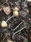Psathyrella conopilus, syn. Parasola conopilus - Psathyrelle (...)
