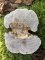 Daedaleopsis confragosa - Tramète rougissante