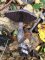 Cortinarius violaceus - Cortinaire violet