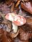 Russula fageticola - Russule hémétique du hêtre