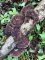 Daedaleopsis confragosa var tricolor - Lenzite tricolor