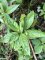 Mercuriale vivace - Mercurialis perennis - fleur femelle