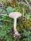 Leucocybe candicans - Clitocybe blanchissant
