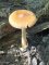 Amanita fulva