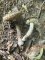 Leccinellum pseudoscabrum