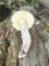Leccinellum pseudoscabrum
