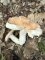 Russula ves