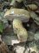 Tylopilus felleus, bolet amère
