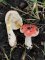 Russula luteotacta - Russule jaunissante