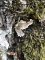 Aleurocystidiellum disciforme - sur tronc de chêne