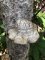 Piptoporus betulinus - Polypore du bouleau
