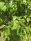 Alnus subcordata - feuilles