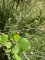 Alnus viridis - Aulne de Sitka