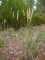 calamagrostis epigejos