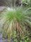 Carex paniculata - Laîche paniculée