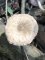 Coprinopsis melanthina, petites mèches sur le chapeau