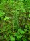 Dactylorhiza maculata - feuilles