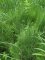 Equisetum fluviatile - Prêle des eaux
