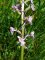 Gymnadenia conopsea - détail fleurs