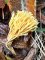 clavulinopsis corniculata