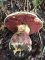 Rubroboletus rhodoxanthus