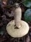 Leccinum crocipodium, vu de dessous