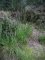 Molinia caerulea subsp. caerulea