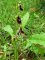 ophrys_fourmi