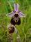 ophrys_fuciflora