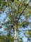 Sorbus domestica (Cormier)
