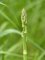 asparagus_officinalis