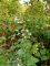 clinopodium menthifolium
