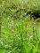 Ranunculus sceleratus